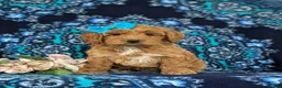 Cockapoo dogs for sale: Marissa - Ad 4