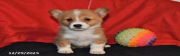 Welsh Corgi Pembroke dogs for sale: Casey - Ad 3