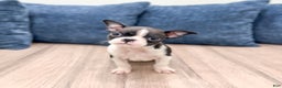 Boston Terrier dogs for sale: Sparky - Ad 8