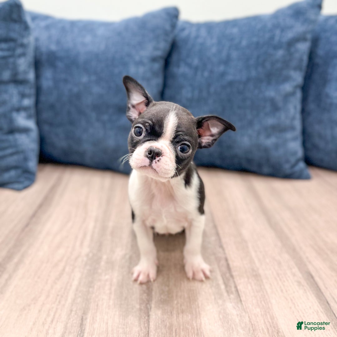 Boston Terrier dogs for sale: Sparky - Ad 8