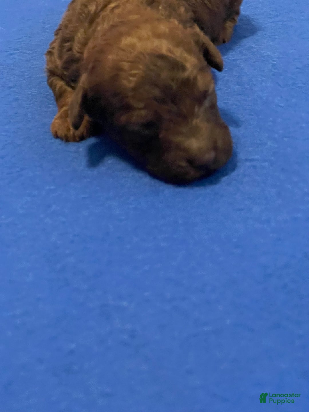 Toy Poodle dogs for sale: Toy Poodle Puppy 1 - Ad 2