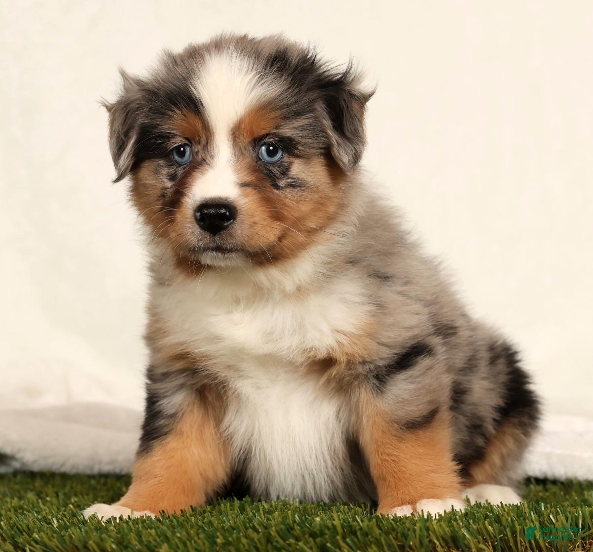 Miniature Australian Shepherd dogs Dolly - Ad 35