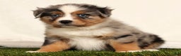 Miniature Australian Shepherd dogs for sale: Dolly - Ad 1