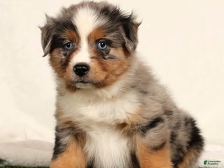 Miniature Australian Shepherd dogs Dolly - Ad 11