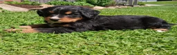 Bernese Mountain Dog dogs for sale: Bruno  - Ad 3