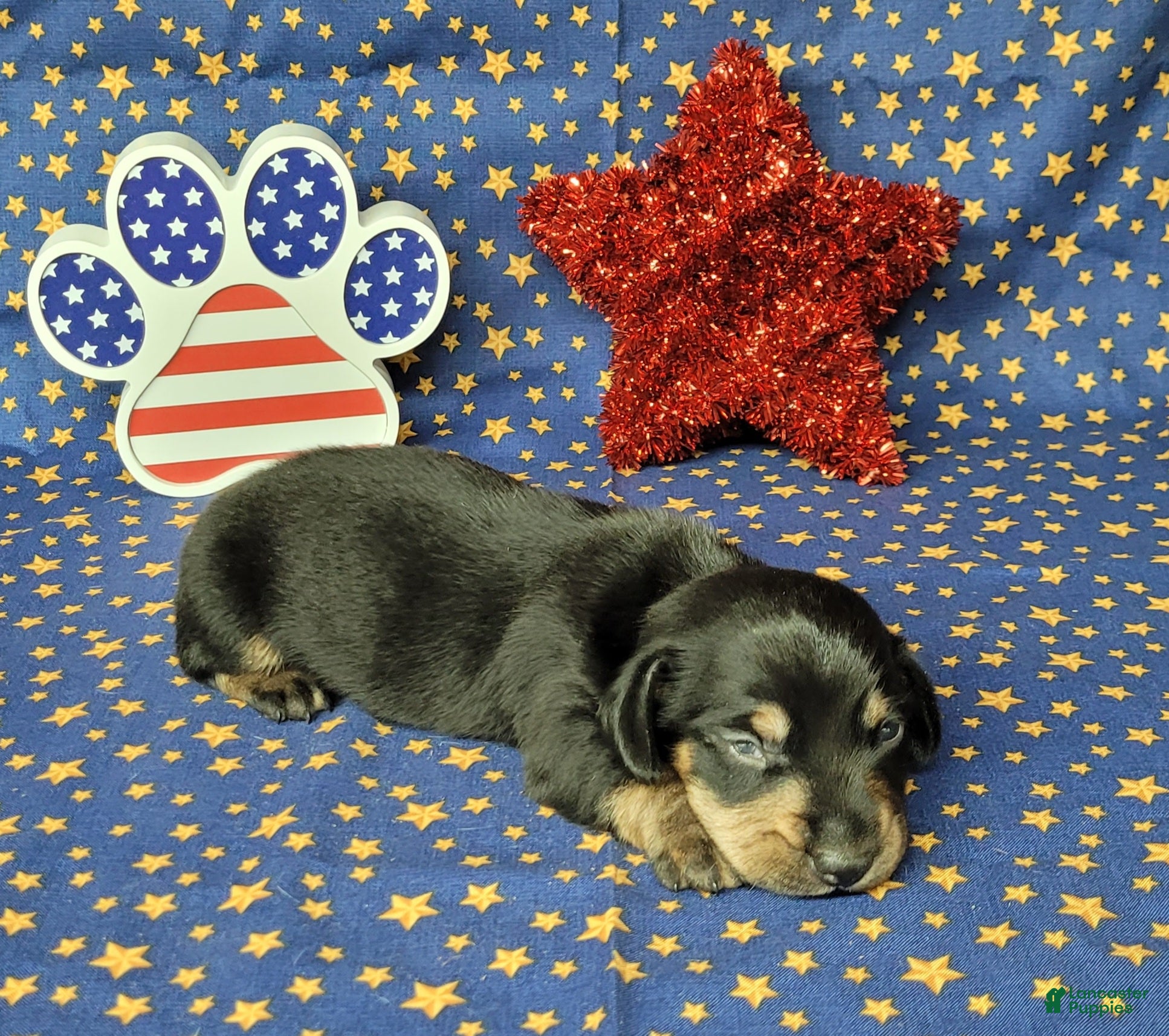 Miniature Dachshund dogs AKC Levi - Ad 20