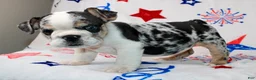 English Bulldog dogs for sale: Farah  - Ad 1