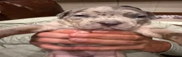 American Bully dogs for sale: Junior - Ad 5