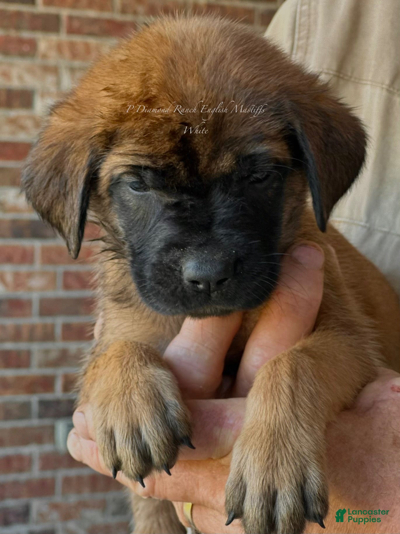 English Mastiff dogs Frankie (White) - Ad 1