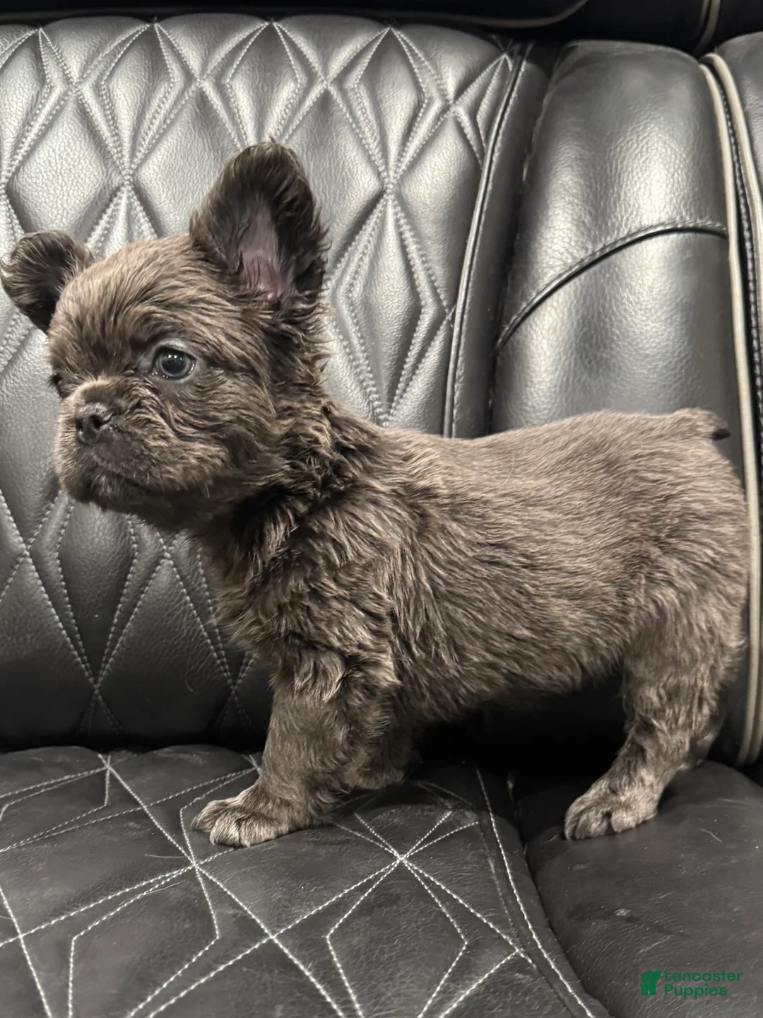 French Bulldog dogs for sale: FLUFFY MAHOMES - Ad 6