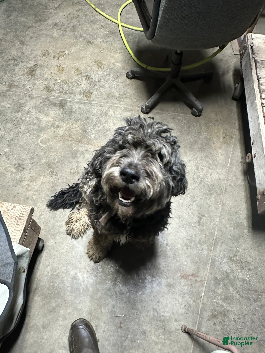 Bernedoodle dogs for sale: Wesson Puppy 6 - Ad 2