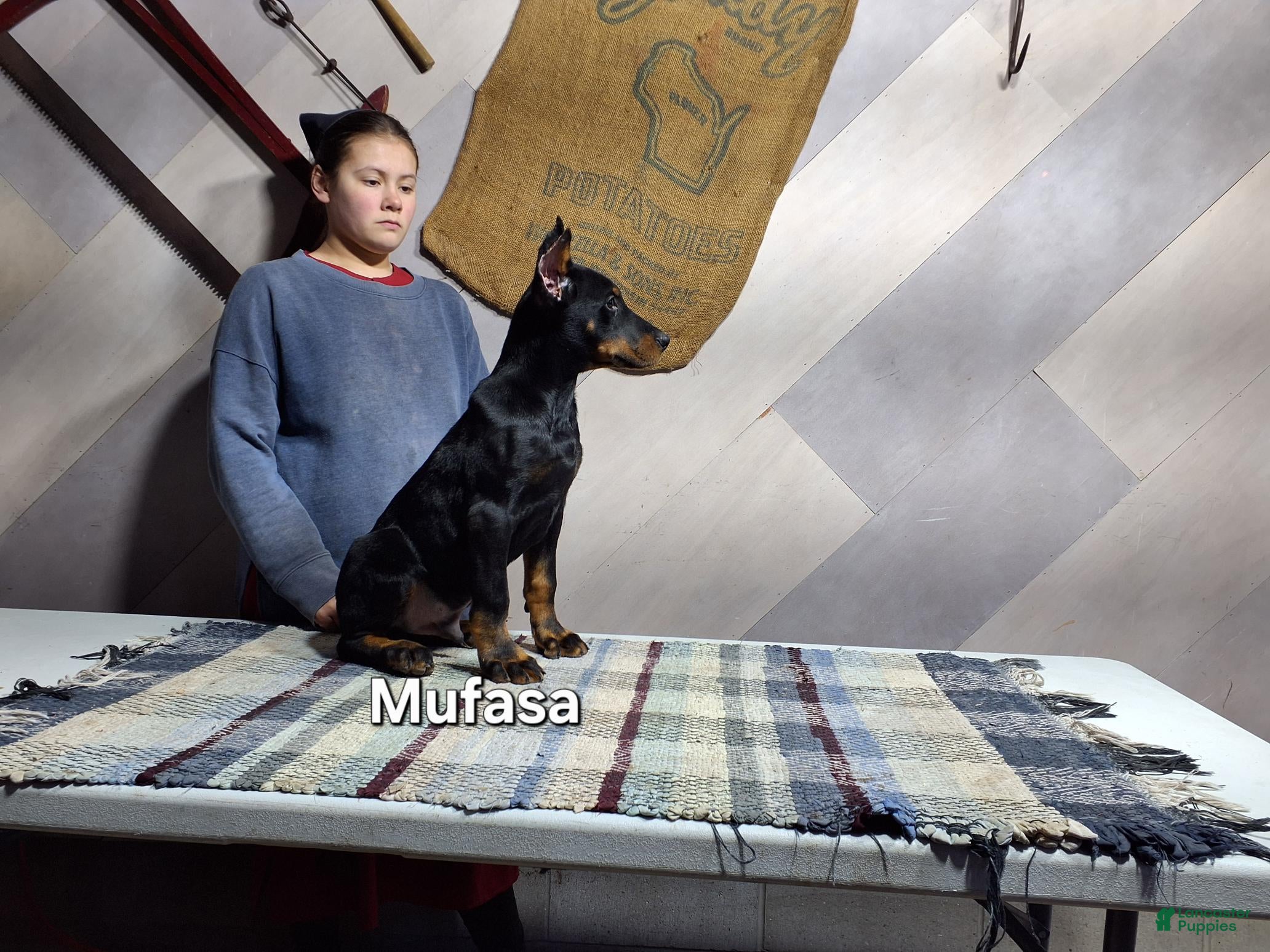 Doberman Pinscher dogs Mufasa - Ad 2