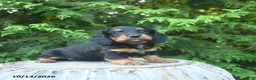 Miniature Dachshund dogs for sale: Felicity - Ad 2