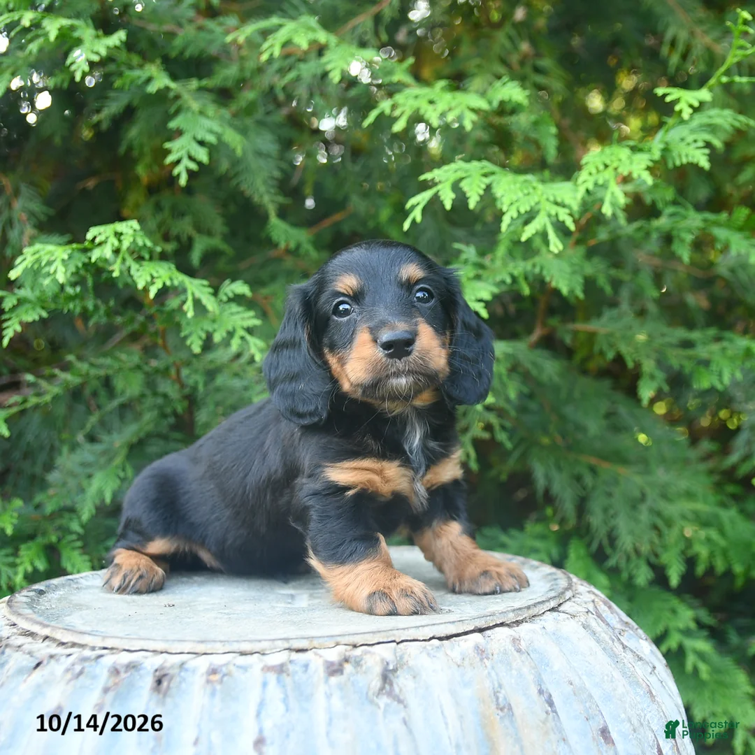 Miniature Dachshund dogs for sale: Felicity - Ad 2