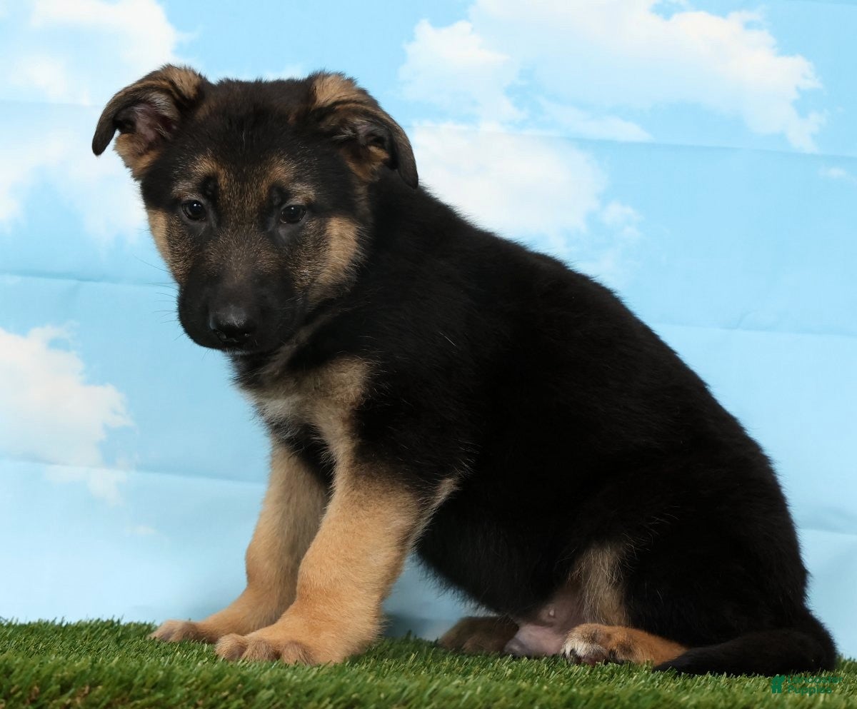 German Shepherd dogs Wolf - Ad 2