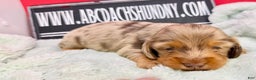 Miniature Dachshund dogs for sale: Champion bred Russian  - Ad 2