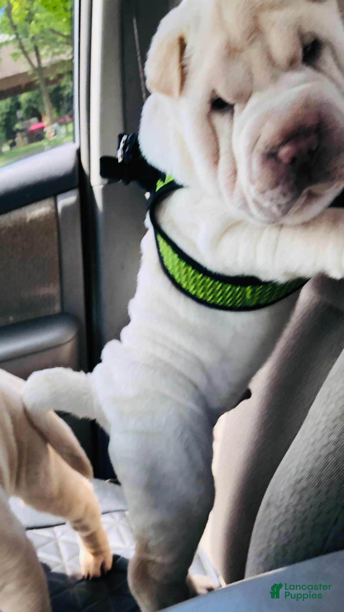 Shar Pei dogs Shar Pei Puppy 1 - Ad 24