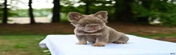 French Bulldog dogs for sale: French Bulldog Puppy 3 - Ad 3