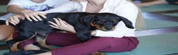 Rottweiler dogs for sale: Vermithor - Ad 2