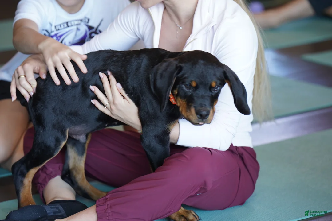 Rottweiler dogs for sale: Vermithor - Ad 2