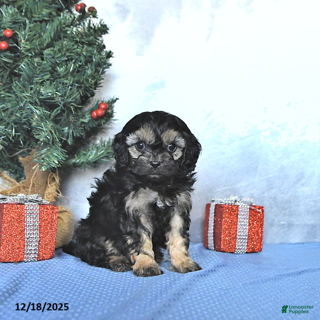 Cavapoo dogs for sale: Zeke - Ad 1