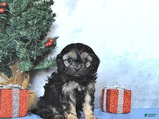 Cavapoo dogs Zeke - Ad 37