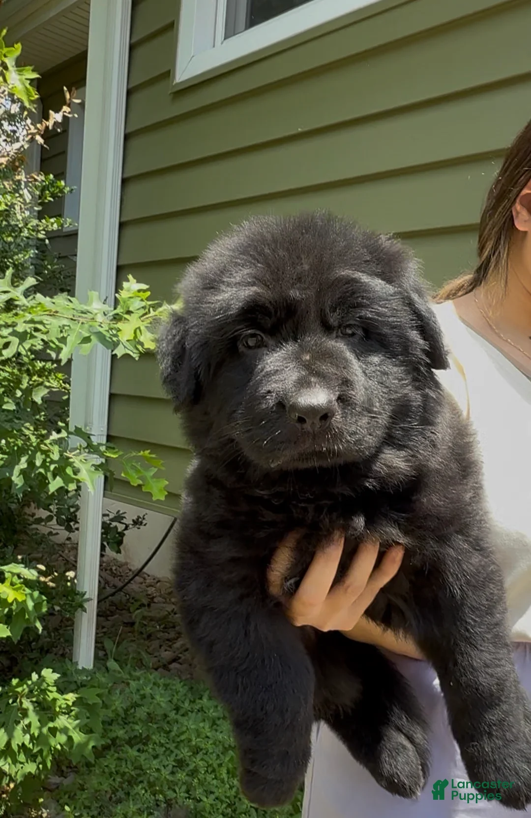 German Shepherd dogs for sale: Queen - Ad 2