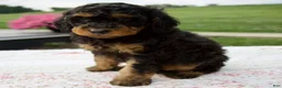 Aussiedoodle dogs for sale: Austin - Ad 5