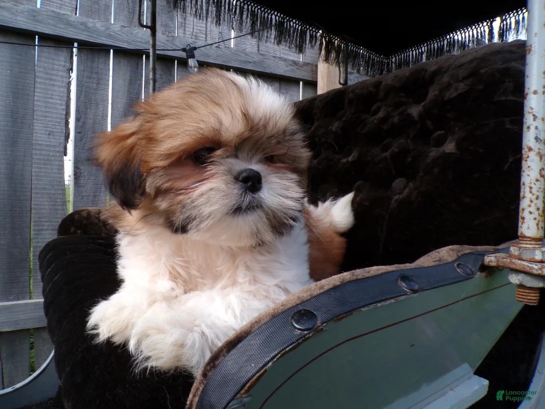 Shih Tzu dogs for sale: Oliver - Ad 2