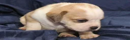 Puggle dogs for sale: Chewy - Ad 20