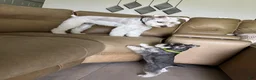 Miniature Schnauzer dogs for sale: Miniature Schnauzer 1 - Ad 10