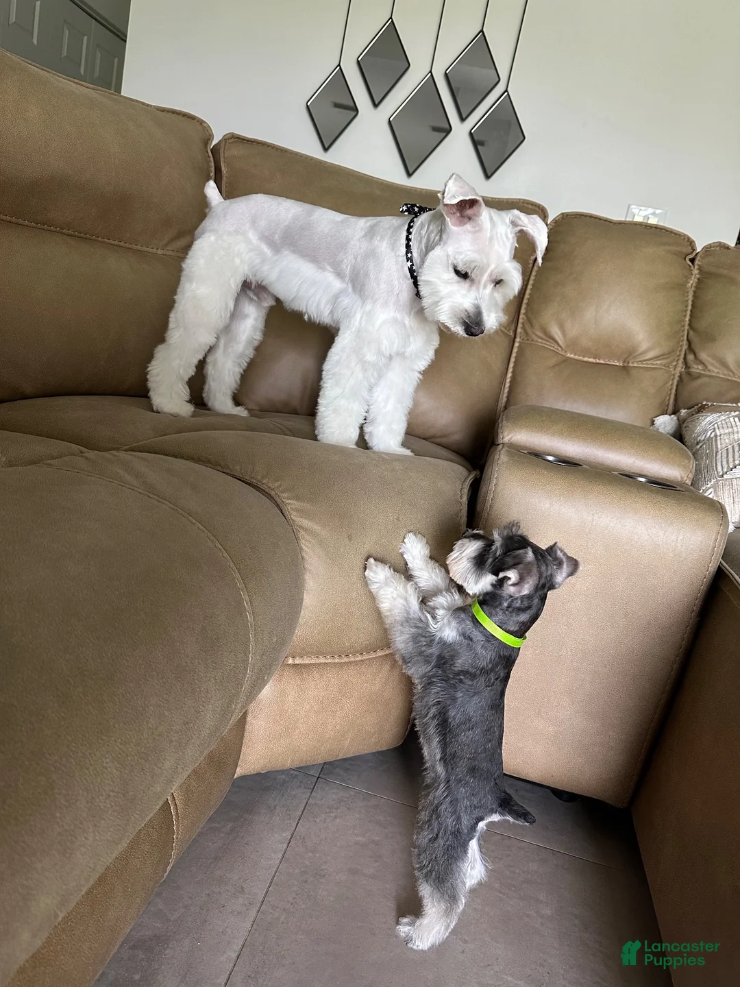 Miniature Schnauzer dogs for sale: Miniature Schnauzer 1 - Ad 10