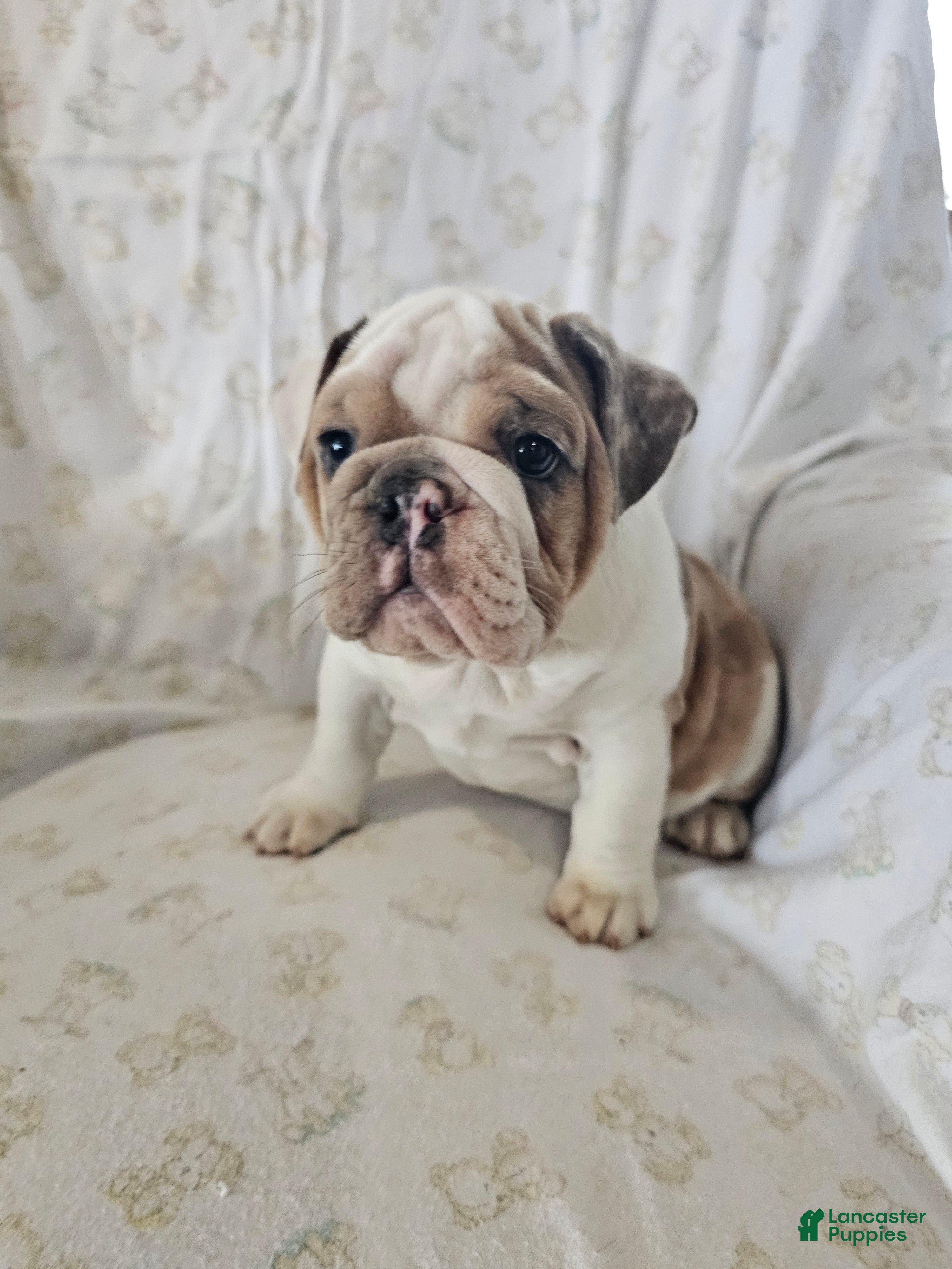 English Bulldog dogs English Bulldog Puppy 5 - Ad 1