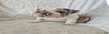 English Bulldog Puppy 5