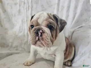 English Bulldog dogs for sale: English Bulldog Puppy 5 - Ad 3