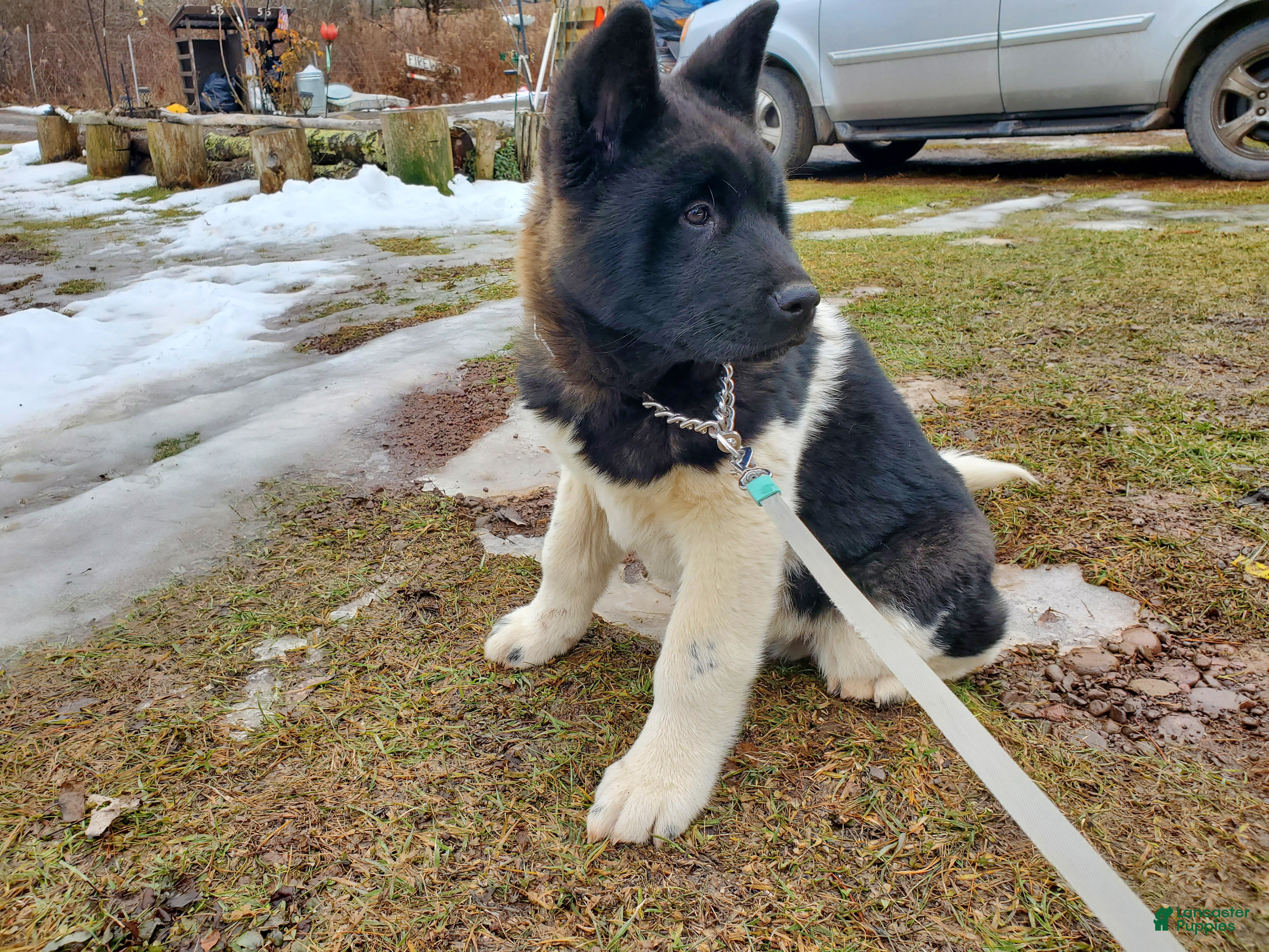 Akita dogs King - Ad 20