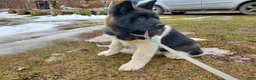 Akita dogs for sale: King - Ad 2