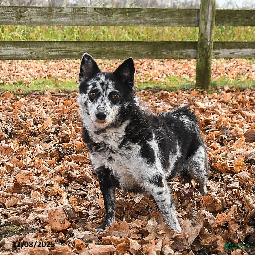 Pomsky dogs for sale: Monty - Ad 4