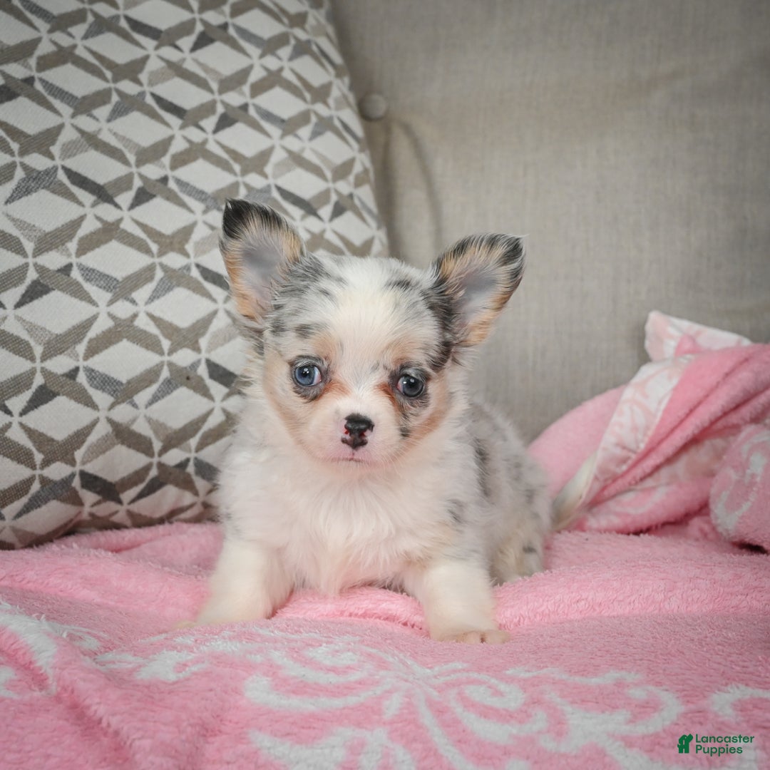 Chihuahua dogs for sale: Romeo - Ad 2