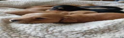 Miniature Dachshund dogs for sale: Clifford  - Ad 5