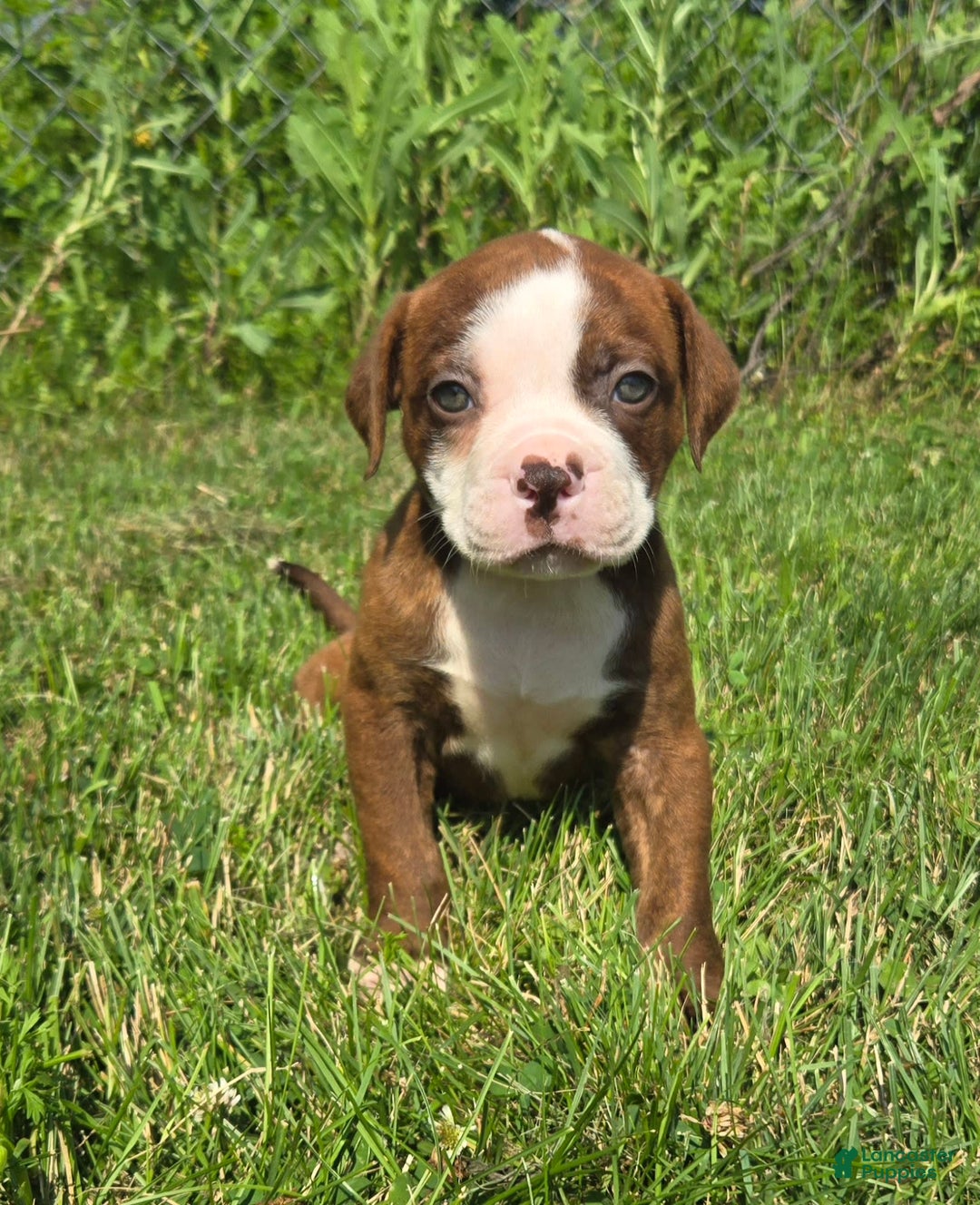 American Bulldog Terrier Mix Puppy American Pitbull Terrier Mix