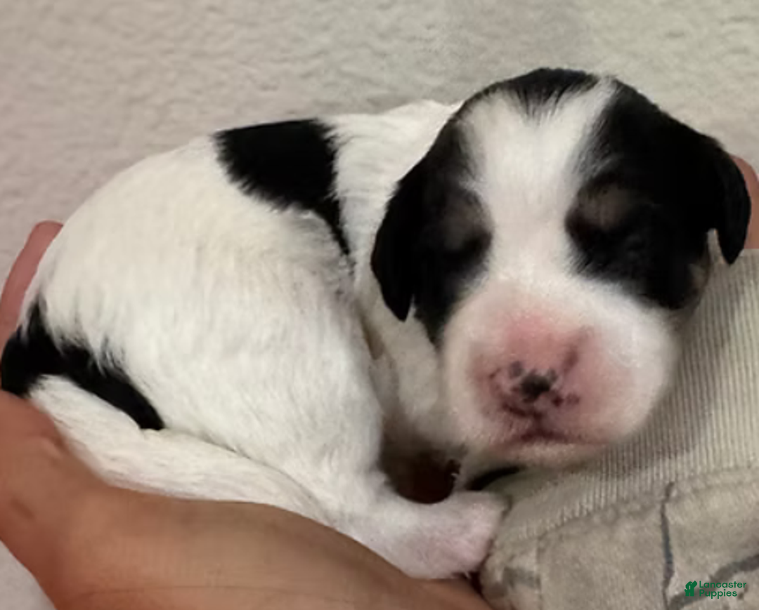 Mini Bernedoodle dogs for sale: Tater - Ad 9