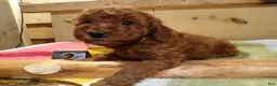 Mini Goldendoodle dogs for sale: Mini Goldendoodle Puppy 2 Polly - Ad 1