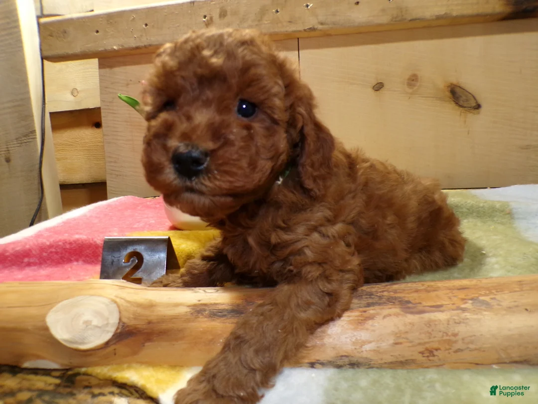 Mini Goldendoodle dogs for sale: Mini Goldendoodle Puppy 2 Polly - Ad 1