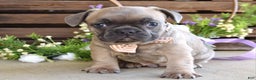 French Bulldog dogs for sale: Max - Ad 2