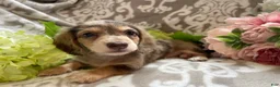 Miniature Dachshund dogs for sale: Simba - Ad 8