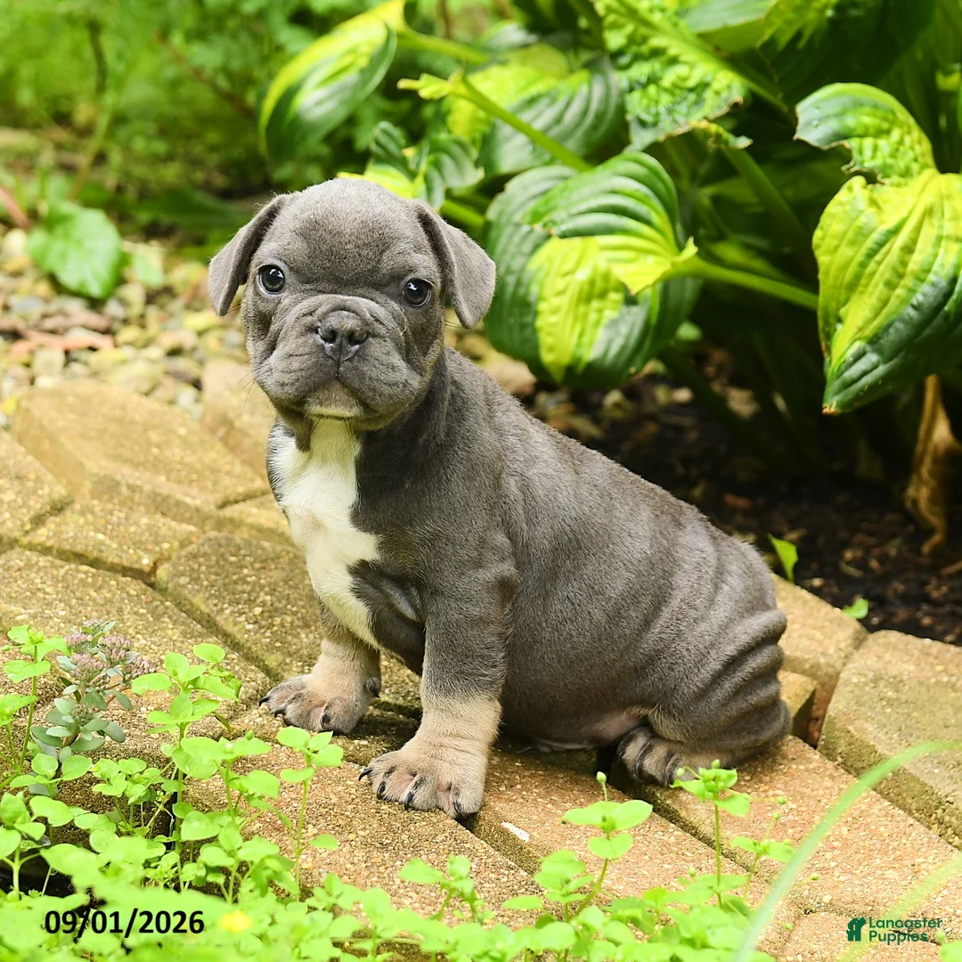 French Bulldog dogs for sale: Angel - Ad 1