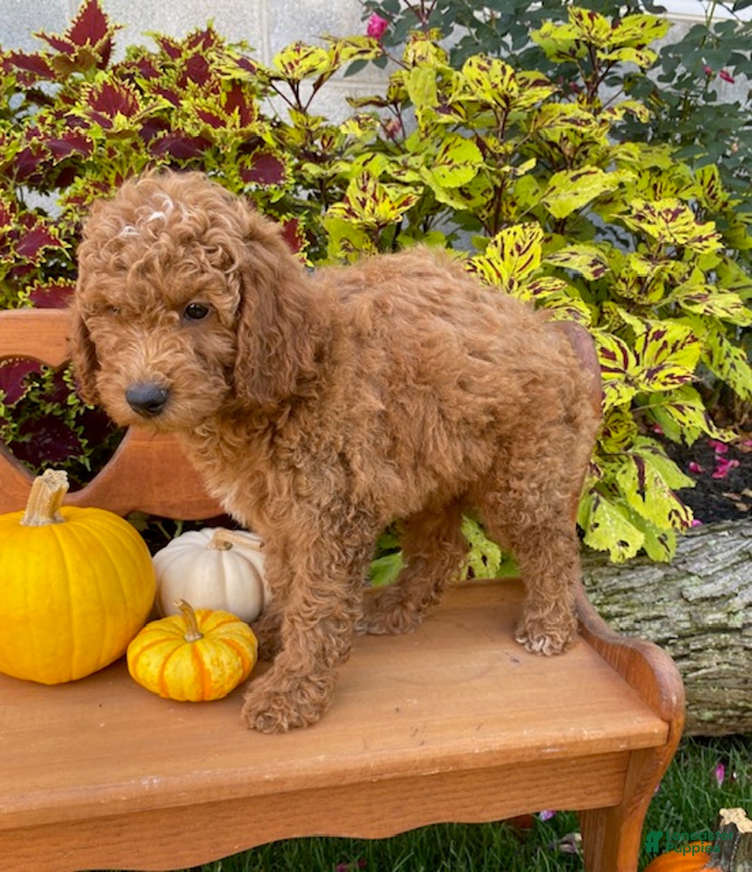 Miniature Poodle dogs for sale: Chance - Ad 4