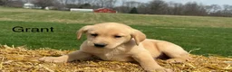 Labrador Retriever dogs for sale: Grant - Ad 1