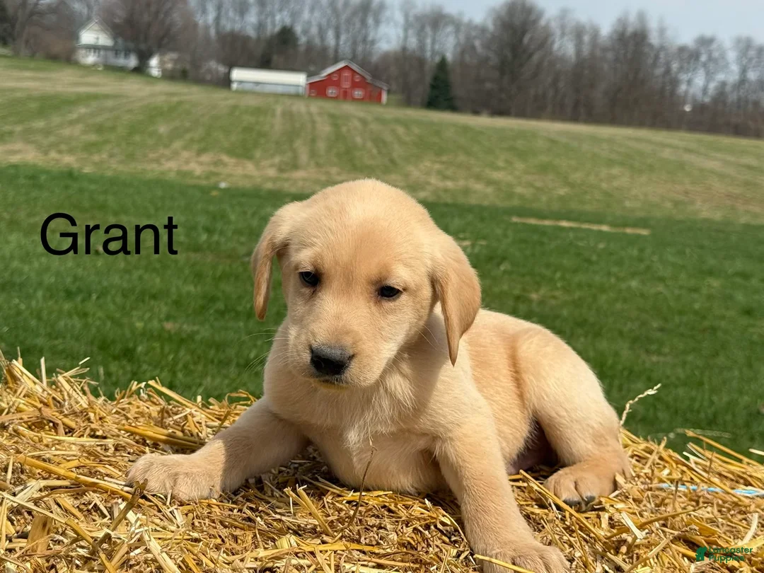 Labrador Retriever dogs for sale: Grant - Ad 1